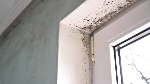 Attic Mold Removal in Wellford, SC