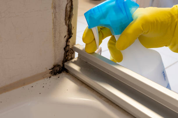 Best Certified Mold Removal  in Wellford, SC