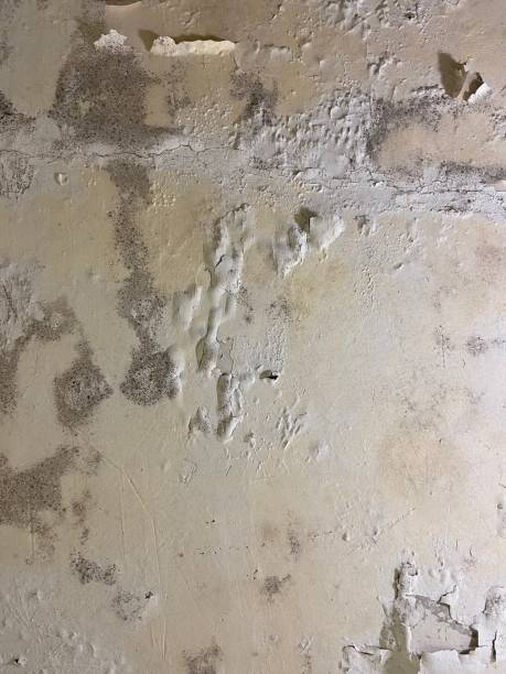 Trusted Wellford, SC Mold Removal Experts