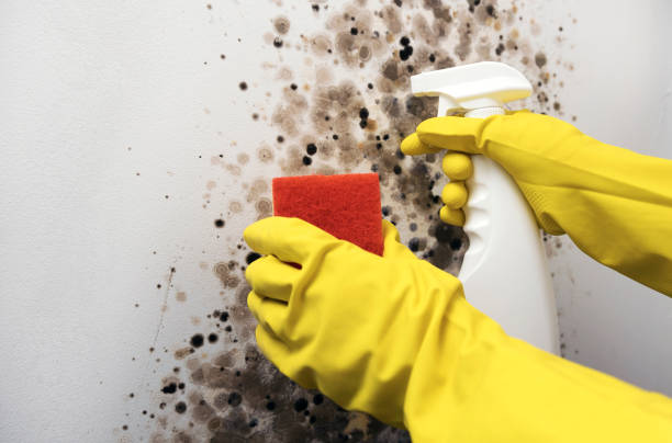 Best Mold Removal Process  in Wellford, SC