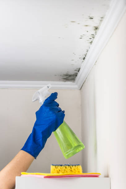 Best Certified Mold Removal  in Wellford, SC