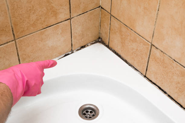 Best Toxic Mold Removal  in Wellford, SC